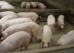 豬藍(lán)耳病如何鑒別？豬藍(lán)耳病的癥狀及治療方法