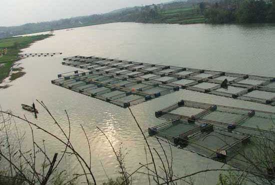 淡水魚(yú)類的養(yǎng)殖方式