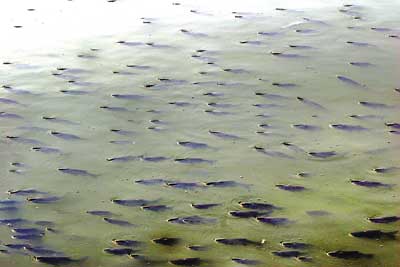 魚類浮頭的主要原因