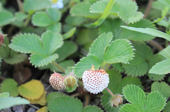 菠蘿草莓怎么種 菠蘿草莓種植方法技巧 菠蘿種植管理方法