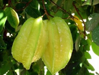 楊桃的功效與作用以及食用方法 楊桃的作用