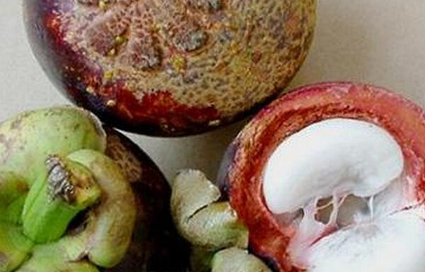 山竹的保存方法 山竹的保存時(shí)間 山竹種植方法