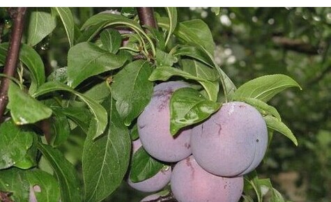 李子的功效與作用