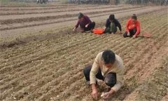 蒜苗畝產(chǎn)量多少斤 蒜苗的種植時(shí)間、方法與步驟