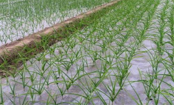 種植蒜苗的注意事項