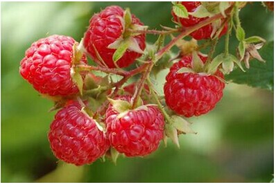 覆盆子的功效和作用 覆盆子的作用