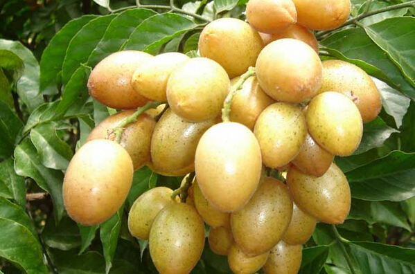 黃皮的功效與作用 黃皮的作用與功效