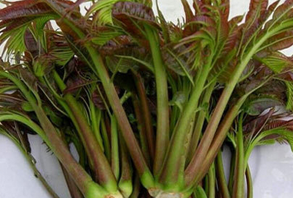 香椿芽的營養(yǎng)價(jià)值與功效