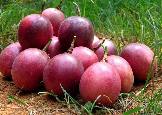 百香果產(chǎn)地主要分布在那些地方? 百香果種植管理方法