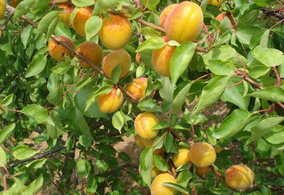 杏樹修剪技術(shù) 杏樹修剪技術(shù)