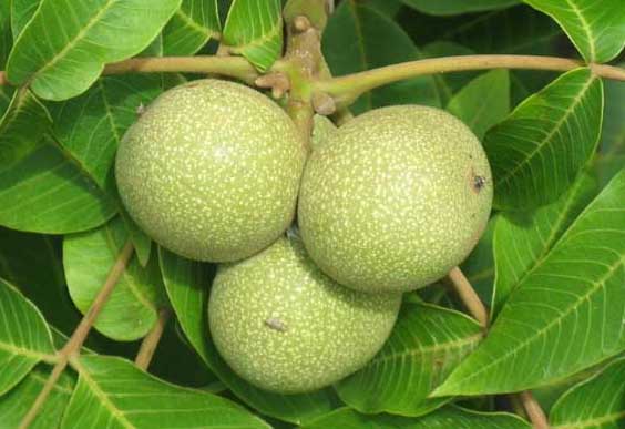 核桃的產(chǎn)地有哪些? 核桃種植技術(shù)