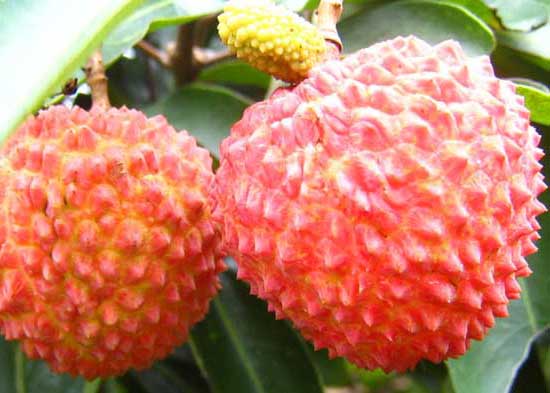 荔枝產(chǎn)地主要在哪些地方? 荔枝種植技術(shù)