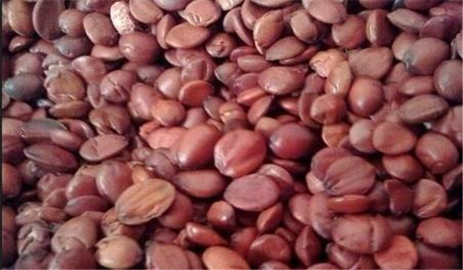 酸棗仁的用法、用量與禁忌