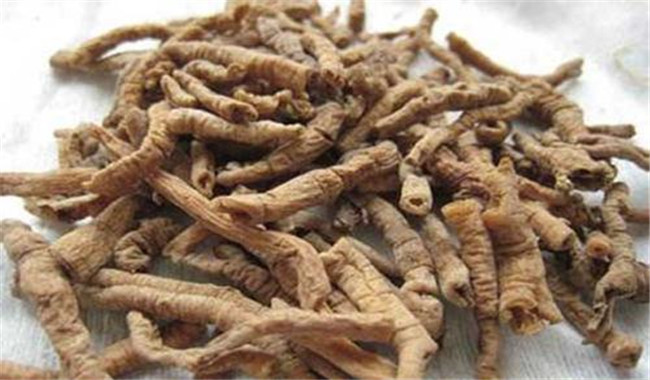 遠(yuǎn)志的用法、用量與禁忌