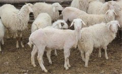 母羊子宮內(nèi)膜炎怎么治療，有哪些癥狀如何預(yù)防