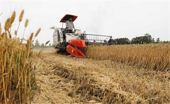 小麥收割機漏（丟）粒怎么調整