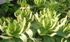 金銀花美容養(yǎng)顏嗎？介紹兩個金銀花的養(yǎng)顏妙方