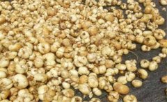 浙貝母產(chǎn)地在哪里?浙貝母的性味與功效簡介