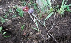 川貝母產(chǎn)地是哪里？川貝母的用法、用量與禁忌