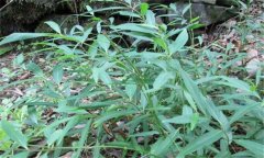 白前的性味、功效、用法用量與禁忌