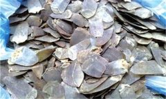 穿山甲的性能、主治、臨床應(yīng)用及用藥注意事項(xiàng)