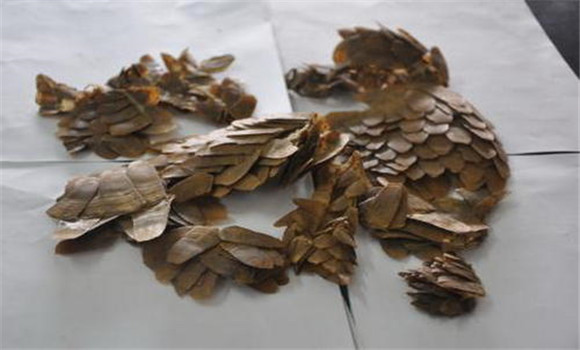 穿山甲的用法、用量與禁忌