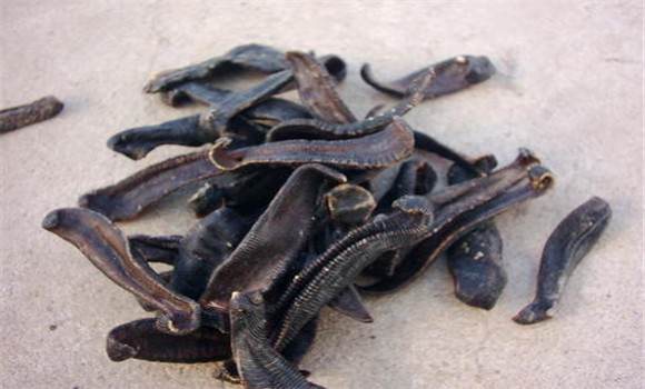 水蛭的用法、用量與禁忌