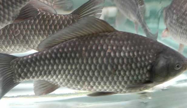 鯽魚的養(yǎng)殖密度、品種搭配、飼料選擇