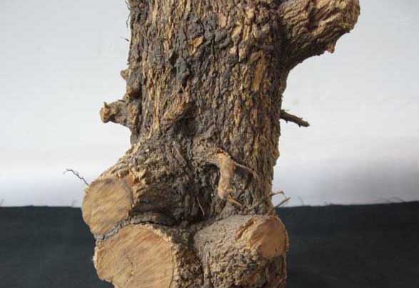 黃楊怎么養(yǎng)