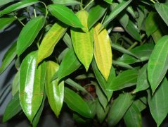 平安樹葉子發(fā)黃是怎么回事？