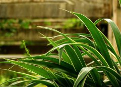 金邊吊蘭葉尖發(fā)黃怎么辦？