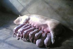 母豬產(chǎn)后癱瘓的病因，如何治療母豬產(chǎn)后癱瘓