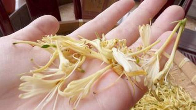 金銀花的功效與作用