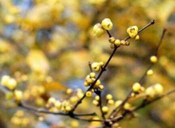 臘梅花種植方法技巧 臘梅的養(yǎng)殖方法