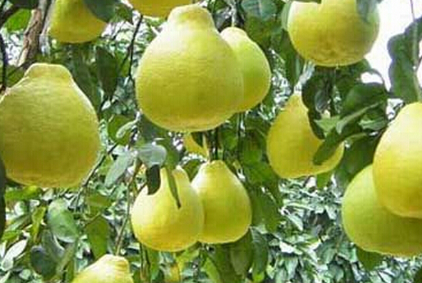 長(zhǎng)壽沙田柚的功效與作用 沙田柚的作用