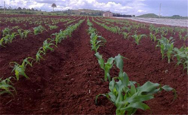 計劃生產(chǎn)、分期播種