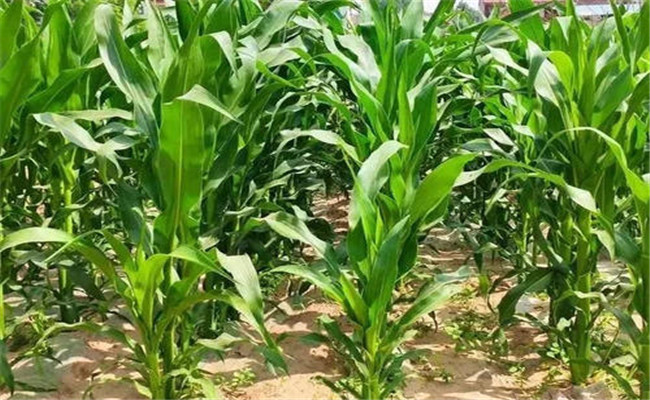 早去分蘗、適時去掉下部果穗