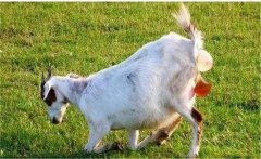 母羊產(chǎn)后胎衣不下的癥狀、病因及治療方法