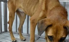 狗有蛔蟲什么癥狀，吃什么藥，會傳染給人嗎？