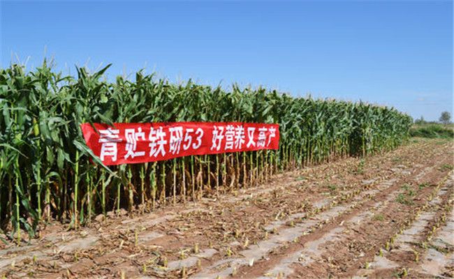 青貯玉米的栽培技術(shù)要點