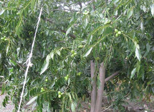 美國(guó)山核桃的高效栽培技術(shù) 核桃栽培技術(shù)