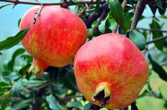 石榴的種植技術(shù) 石榴種植技術(shù)