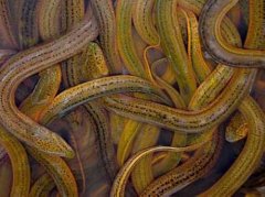 鱔魚的生長速度與飼料、餌料的關(guān)系