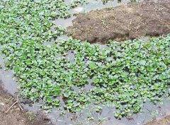 水溫、ph值對鱔魚養(yǎng)殖的影響