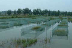 養(yǎng)殖黃鱔吃什么飼料，黃鱔的飼料有哪些