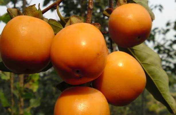 柿子的栽培技術(shù) 果樹栽培技術(shù)