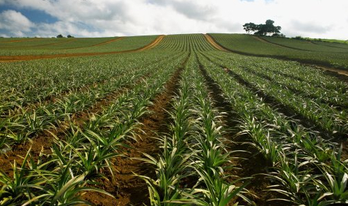 菠蘿種植管理技術(shù) 菠蘿管理技術(shù)