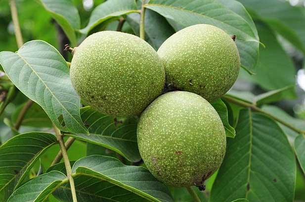 核桃高效種植技術 核桃種植方法