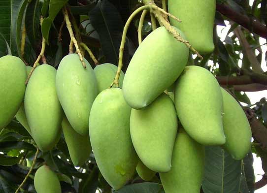 芒果種植與管理技術(shù) 芒果管理技術(shù)