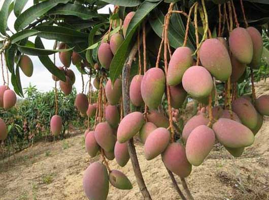 芒果種植與管理技術(shù) 芒果管理技術(shù)